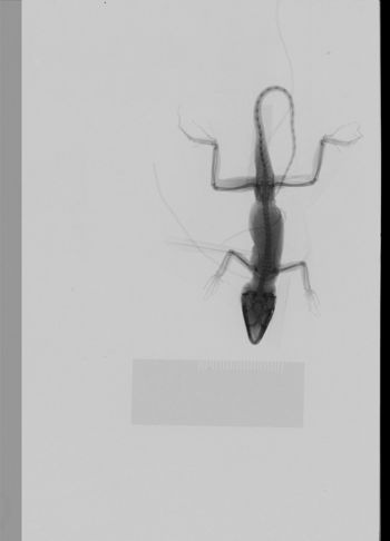 Media type: image;   Herpetology R-189233